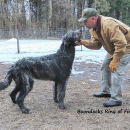 Irish Wolfhound Puppies from Boondocks Irish Wolfhounds