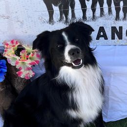 Whiskey - Miniature Australian Shepherd