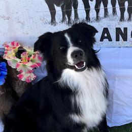 Whiskey - Miniature Australian Shepherd