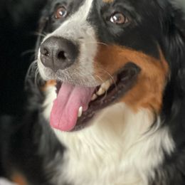 Bernedoodles and Bernese Mountain Dogs from Darlin’s Doodles