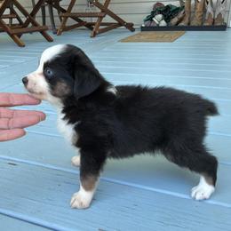 Shane - Black tri male Miniature Australian Shepherd puppy in Signal Mountain, Tennessee from D & D Miniature and Toy Australian Sheppards