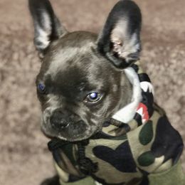 French Bulldogs from Pro Porter Frenchies