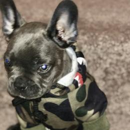 French Bulldogs from Pro Porter Frenchies
