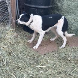 Codi - Border Collie