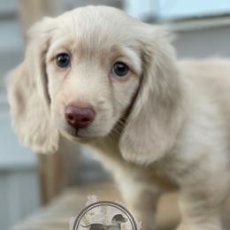 Dachshunds from Sassy Sausage Dogs