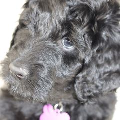 Double Doodle and Goldendoodle Puppies from Remi’s DoubleDoodles