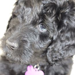 Double Doodle and Goldendoodle Puppies from Remi’s DoubleDoodles