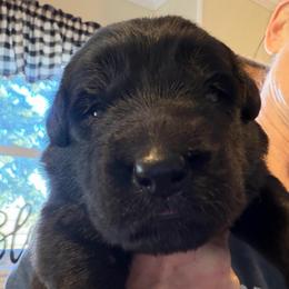 Boy 1 - Black male German Shepherd puppy in Valley Springs, South Dakota from Von Pasch German Shepherds
