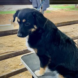 Winnie - Toy Australian Shepherd