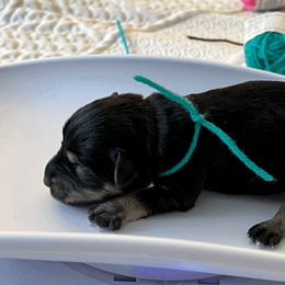 Boy 2 - Miniature Schnauzer puppy in Brighton, Michigan from Front Runner Miniature Schnauzers
