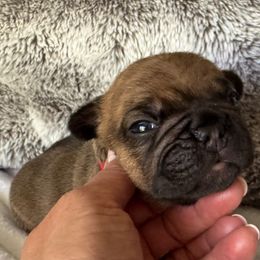 Theo - Fawn male French Bulldog puppy in Renton, Washington from Laurel Canyon Kennels