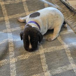 Purple Liver - Liver and white male German Shorthaired Pointer puppy in Linton, Indiana from Red White and Blue Kennel