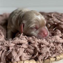White - Caramel female Australian Labradoodle puppy in Auburn, Washington from West Valley Labradoodles