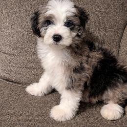 Oliver - Blue merle male Aussiedoodle puppy in Charleston, Arkansas from Lazy S Aussies