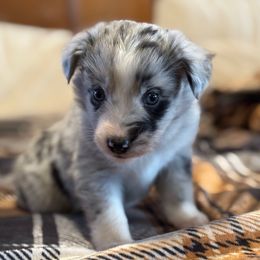 Blue - Blue merle male Miniature Australian Shepherd puppy in Arizona from Country Charm Mini Aussies