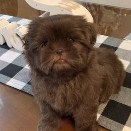 Shih Tzu Puppies from Socal Mother Of Shih Tzus