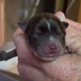 Coco - Chocolate male Pomsky puppy in Spring Hill, Florida from PDQ Pomskies
