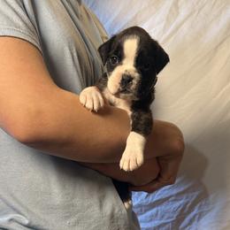 Pearl - Brindle female Boxer puppy in Daviess County, Kentucky from Blissful Euro Boxers & French Bull Dogs