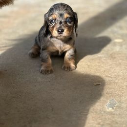 Girl 1 - Dachshund puppy in Red Bank, California from Ranch Hand Weenies