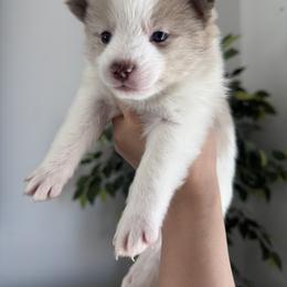 Pomsky Puppies from Velvet Pomskies