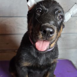 Boy 1B - Black and tan male Beauceron puppy in Vale, North Carolina from Von Katzenstein Kennel