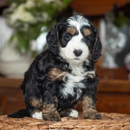 Bernedoodle puppies from Quaint Haven Bernedoodles