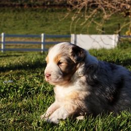 "Red Merle female -sold " Australian Shepherd Puppies from Lake Creek Aussies