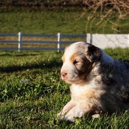 "Red Merle female -sold " Australian Shepherd Puppies from Lake Creek Aussies