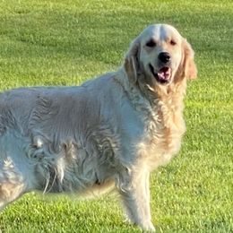 Denny - Golden Retriever