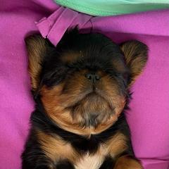 English Toy Spaniel Puppies from Skyline