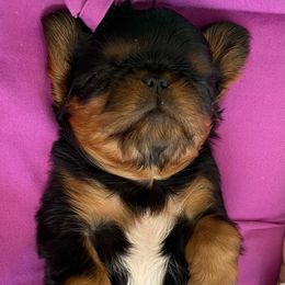 English Toy Spaniel Puppies from Skyline