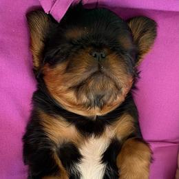 English Toy Spaniel Puppies from Skyline