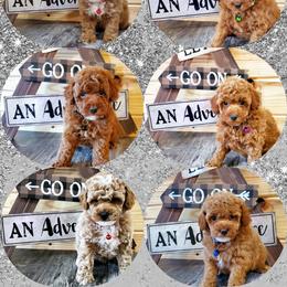 Aussiedoodle and Poodle Puppies from Meadowbrook Poodles and Doodles