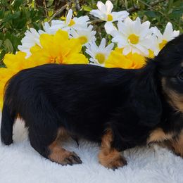 Dachshund Puppies from Ravendox Dachshunds