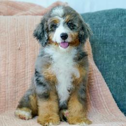 Reba (socialization program student) - Blue merle female Bernedoodle puppy in Dundee, Ohio from Down Home Doodle