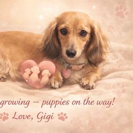 Dachshund puppies from Mobile Mini Dachshunds