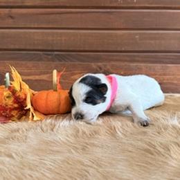 Girl 1 - female Australian Cattle Dog puppy in Nevada, Missouri from Back Road Dog Company, LLC