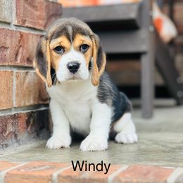 Windy - Blue tan and white female Beagle puppy in Mansfield, Missouri from Rippee Creek Kennel