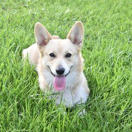 Laika - Pembroke Welsh Corgi