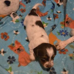 Valentine - Piebald female Dachshund puppy in Edinburg, Virginia from Hunter Lane Dachshunds