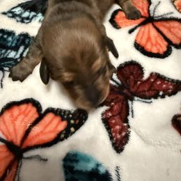 Brown boy - Red male Dachshund puppy in Rome, Georgia from Jade’s Dachshunds
