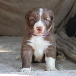 Purple Collar - Red female Border Collie puppy in Courtland, Alabama from C Bar C Ranch Border Collies