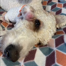 Goldendoodles from Marvelous Doodles