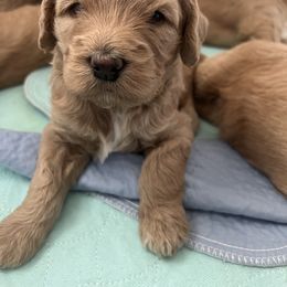 Goldendoodle puppies from Juengel Doodles
