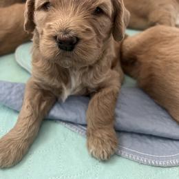 Goldendoodle puppies from Juengel Doodles