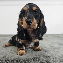 Black and tan dapple male - Dapple male Dachshund puppy in Belle Rive, Illinois from Akin's Miniature Dachshunds, LLC