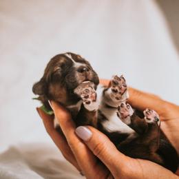 English Shepherd Puppies from Kefi Collie Co