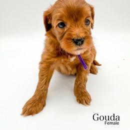 Gouda - Red  female Goldendoodle puppy in Sunman, Indiana from Brunsman Country Doodles LLC