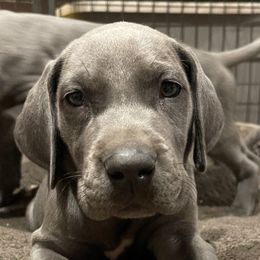 Great Danes from DNA Great Danes
