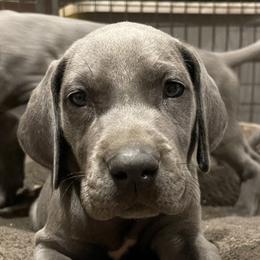 Great Danes from DNA Great Danes